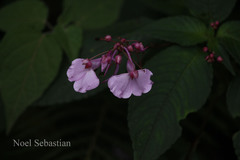 Impatiens maculata